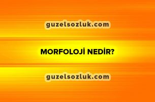 Morfoloji Nedir?
