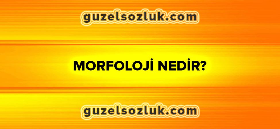 Morfoloji Nedir?