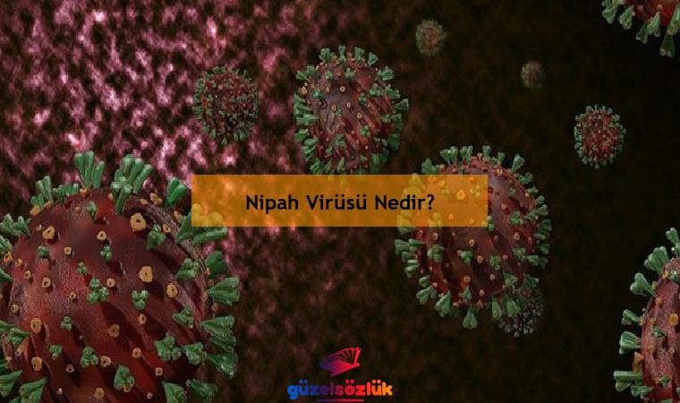 Nipah Virüsü Nedir?