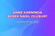 Anne Karnında Bebek Nasıl Oluşur?